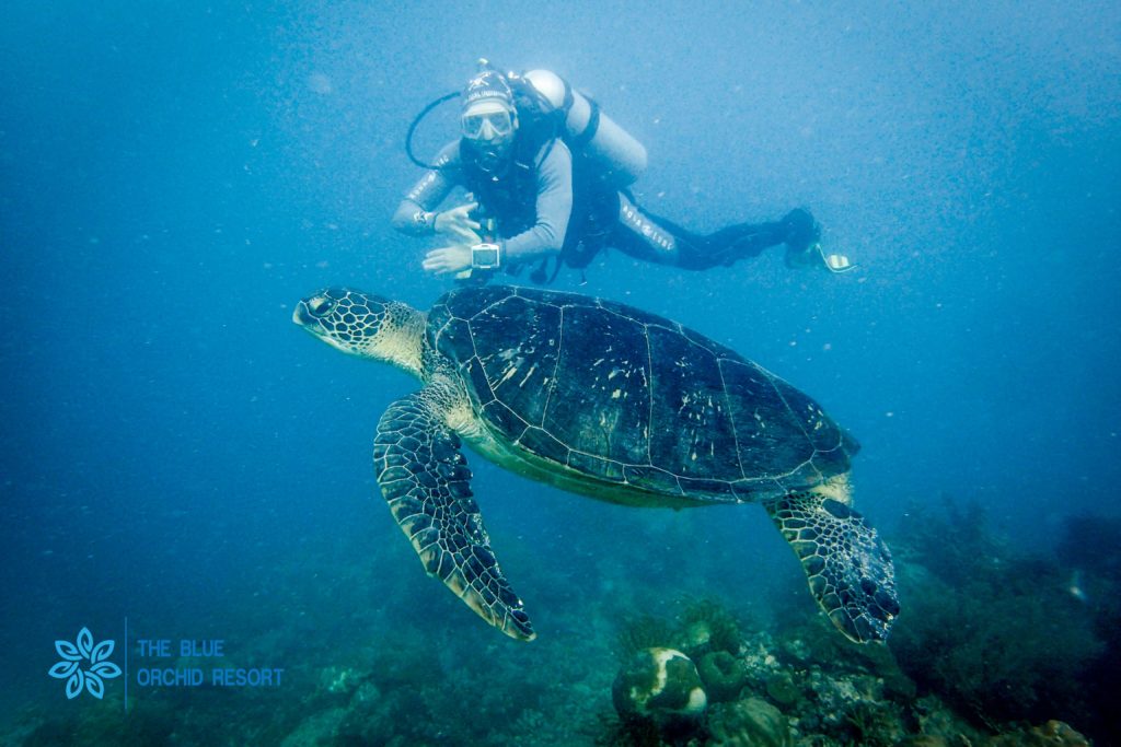 Learn to Scuba Dive at the Blue Orchid Resort