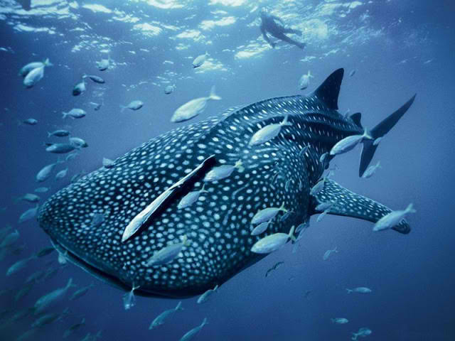Oslob Whale Sharks